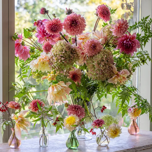 Sarah Raven Bulbs Lucinda Chambers Dahlia Collection Dahlienknollen 4 Knollen