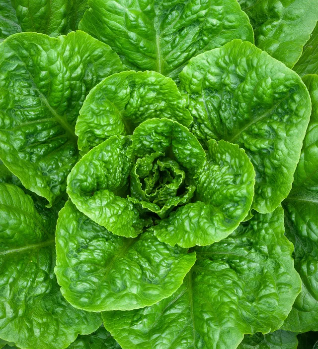 Sarah Raven Seeds Salat Parris Island Cos Samen 1000 Bio