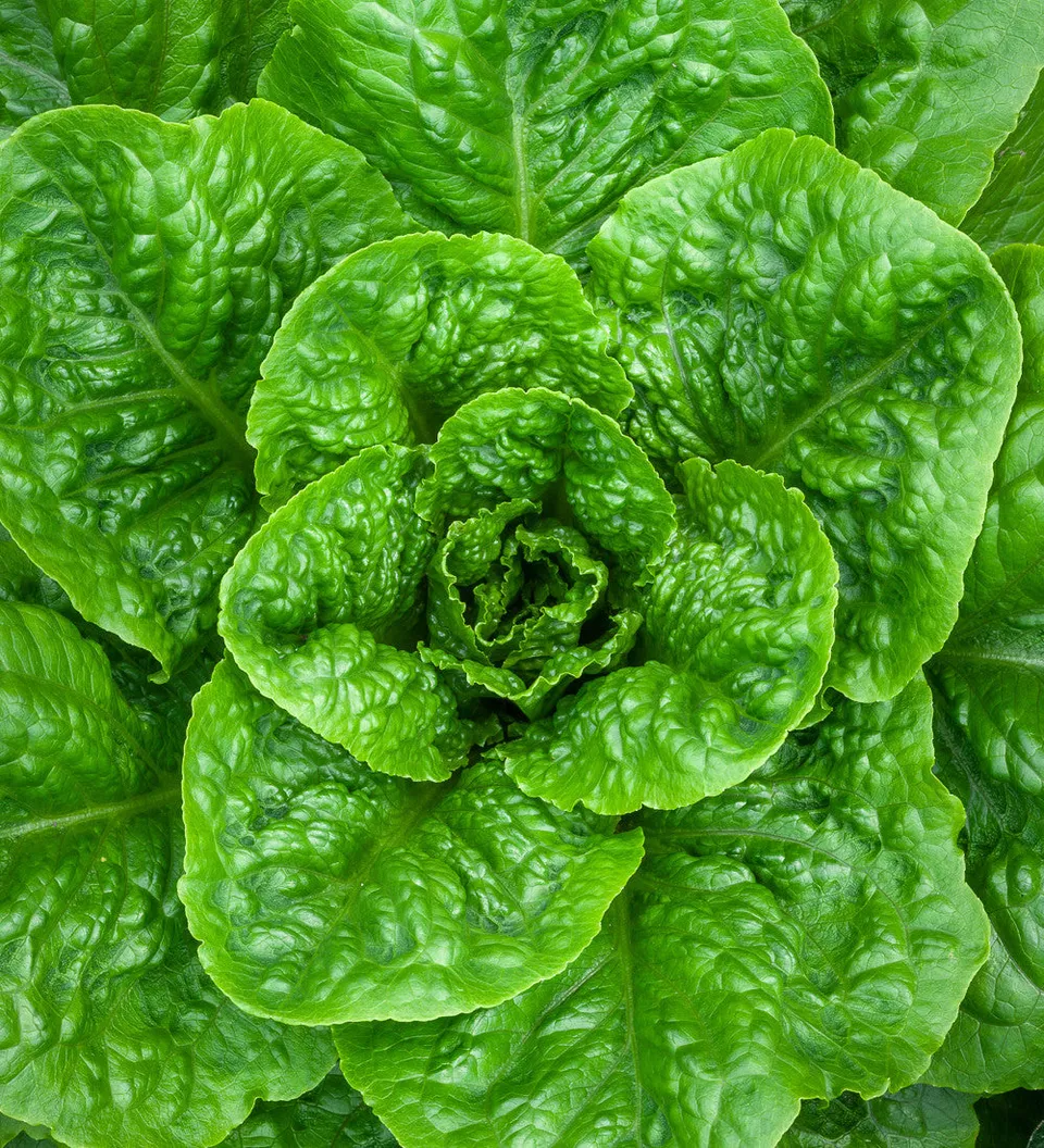 Sarah Raven Seeds Salat Parris Island Cos Samen 1000 Bio