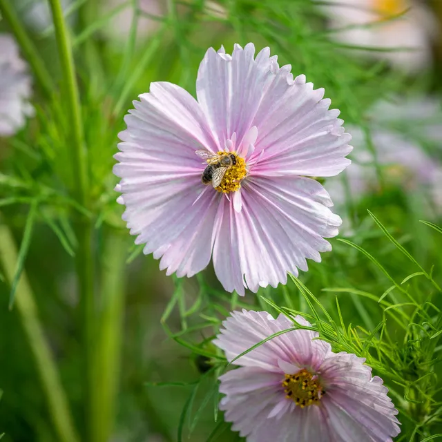 Sarah Raven Cosmos bipinnatus Cupcakes Blush Samen 30 Samen Rosa