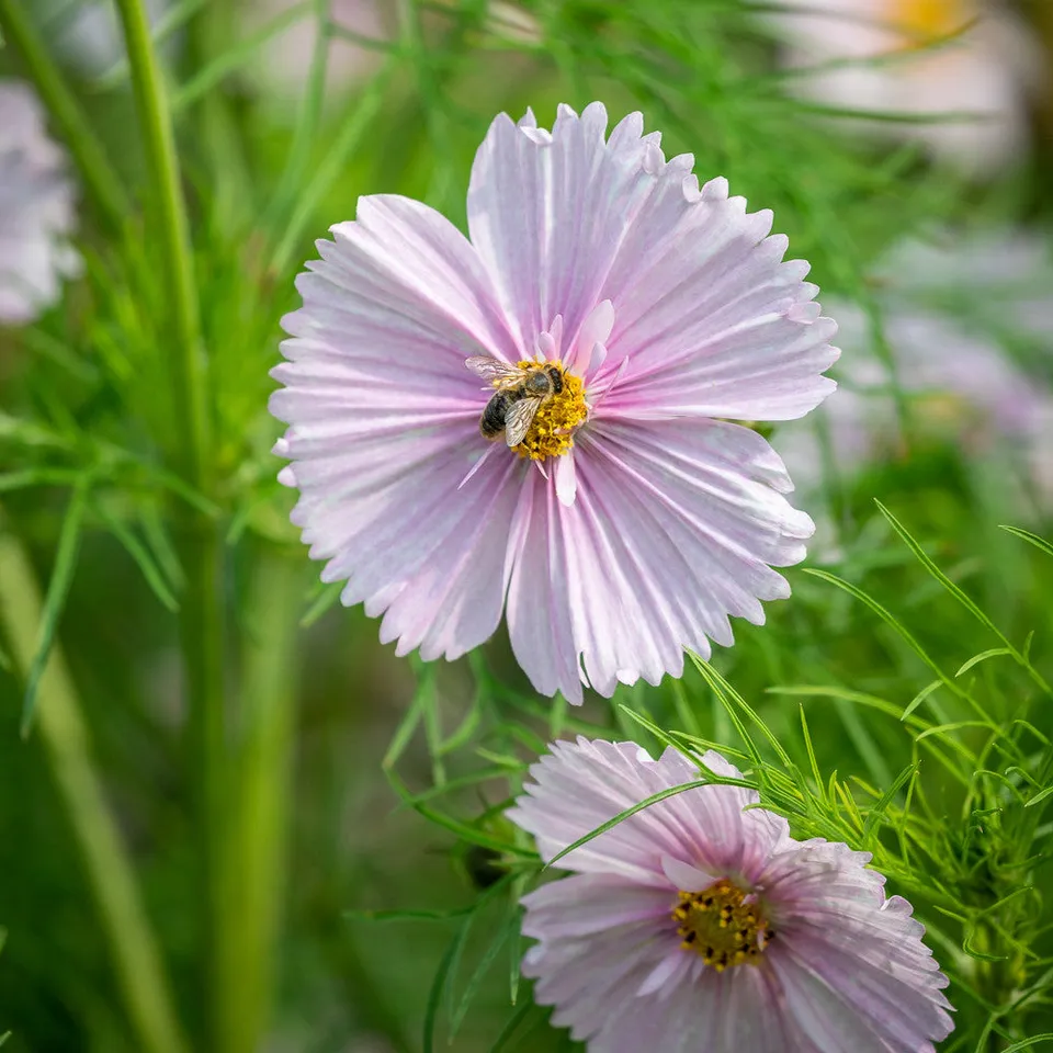 Sarah Raven Cosmos bipinnatus Cupcakes Blush Samen 30 Samen Rosa