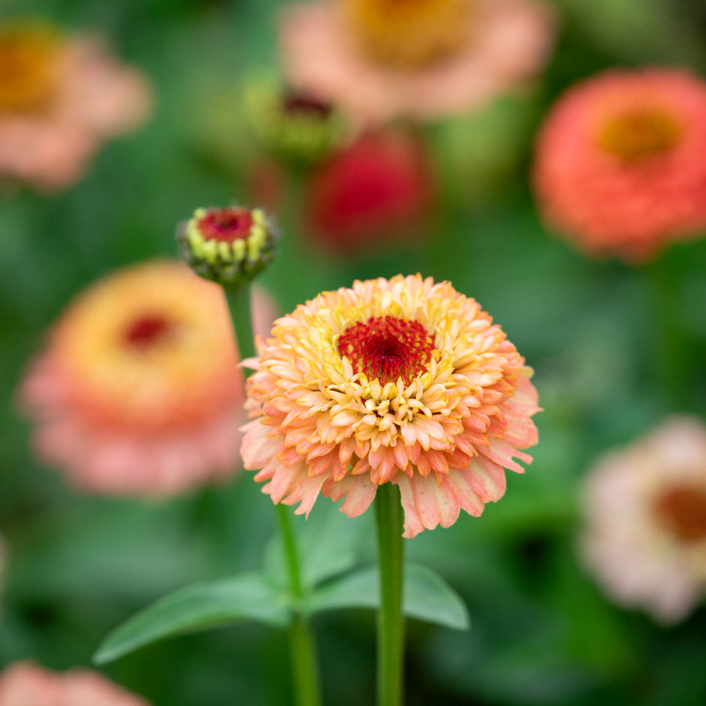 Sarah Raven Plants Zinnie Zinderella Peach Samen 20 Samen rosa