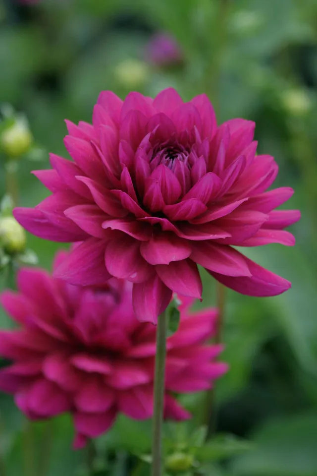 Sarah Raven Bulbs Dahlia Berner Oberland Blumenzwiebel 1 Knolle magenta