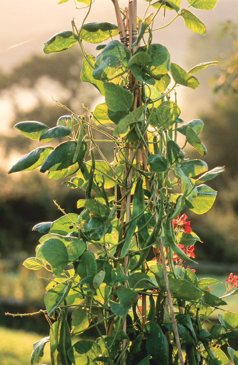 Sarah Raven Seeds Stangenbohne Polestar Samen 40 Stück rankend
