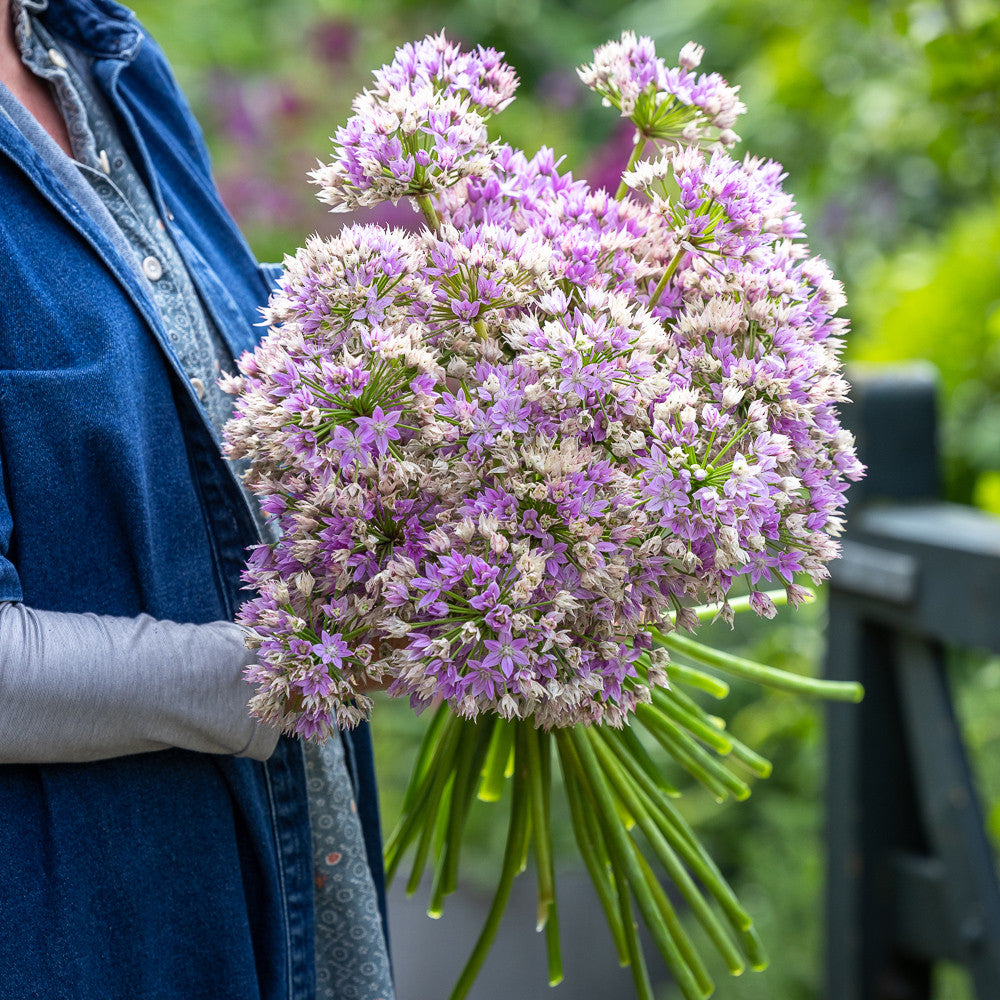 Sarah Raven Bulbs Allium Eros Blumenzwiebeln 15 Stück rosa