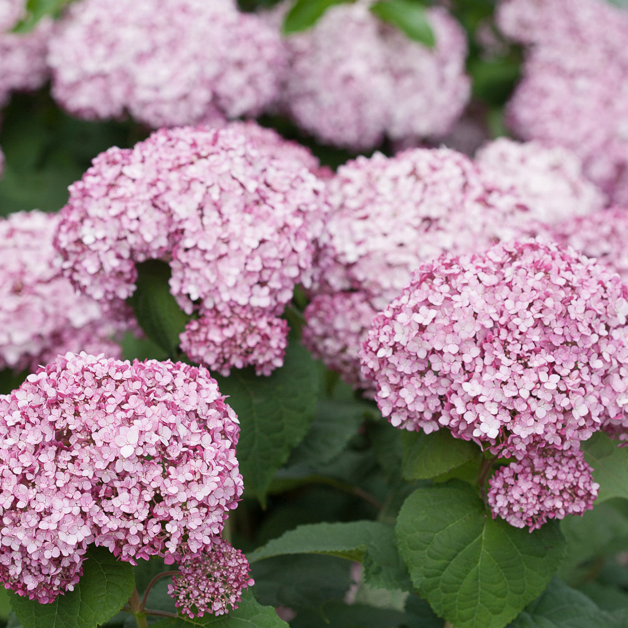 Sarah Raven Plants Incrediball Blush Hortensie 3 Liter Topf rosa