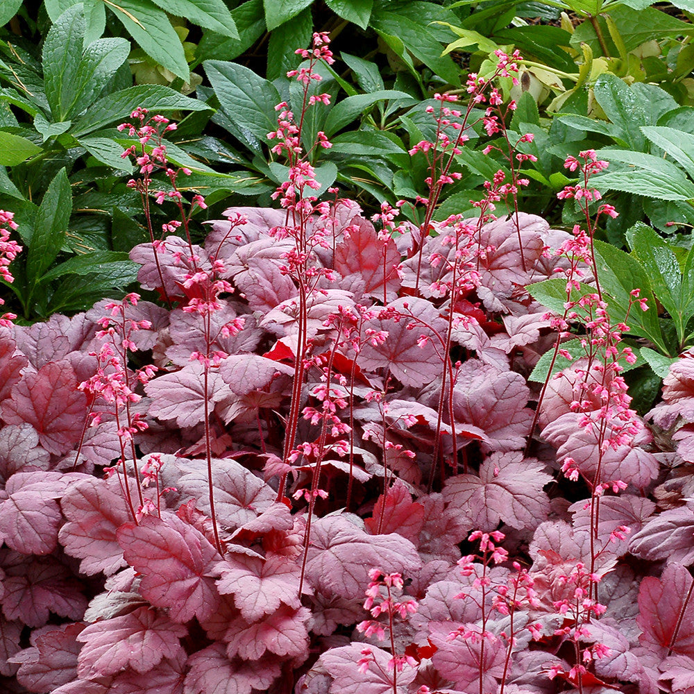 Sarah Raven Heuchera Grape Soda Purpurglöckchen 3x9 cm violett
