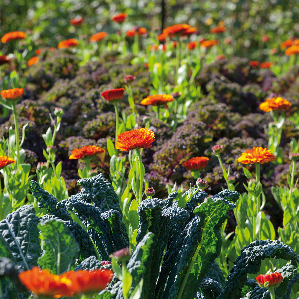 Sarah Raven Plants Calendula Indian Prince Samen 125 Samen