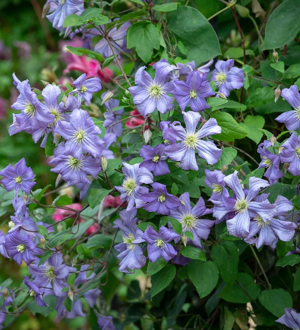 Sarah Raven Prince Charles Clematis Kletterpflanze 2L hellblau
