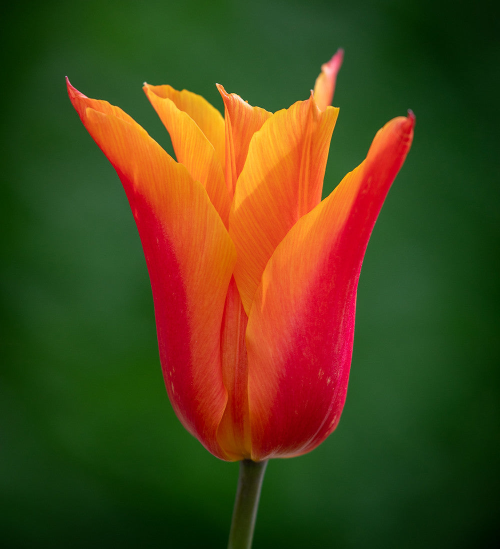 Sarah Raven Bulbs Tulpe Ballerina Blumenzwiebeln 10 Stück orange