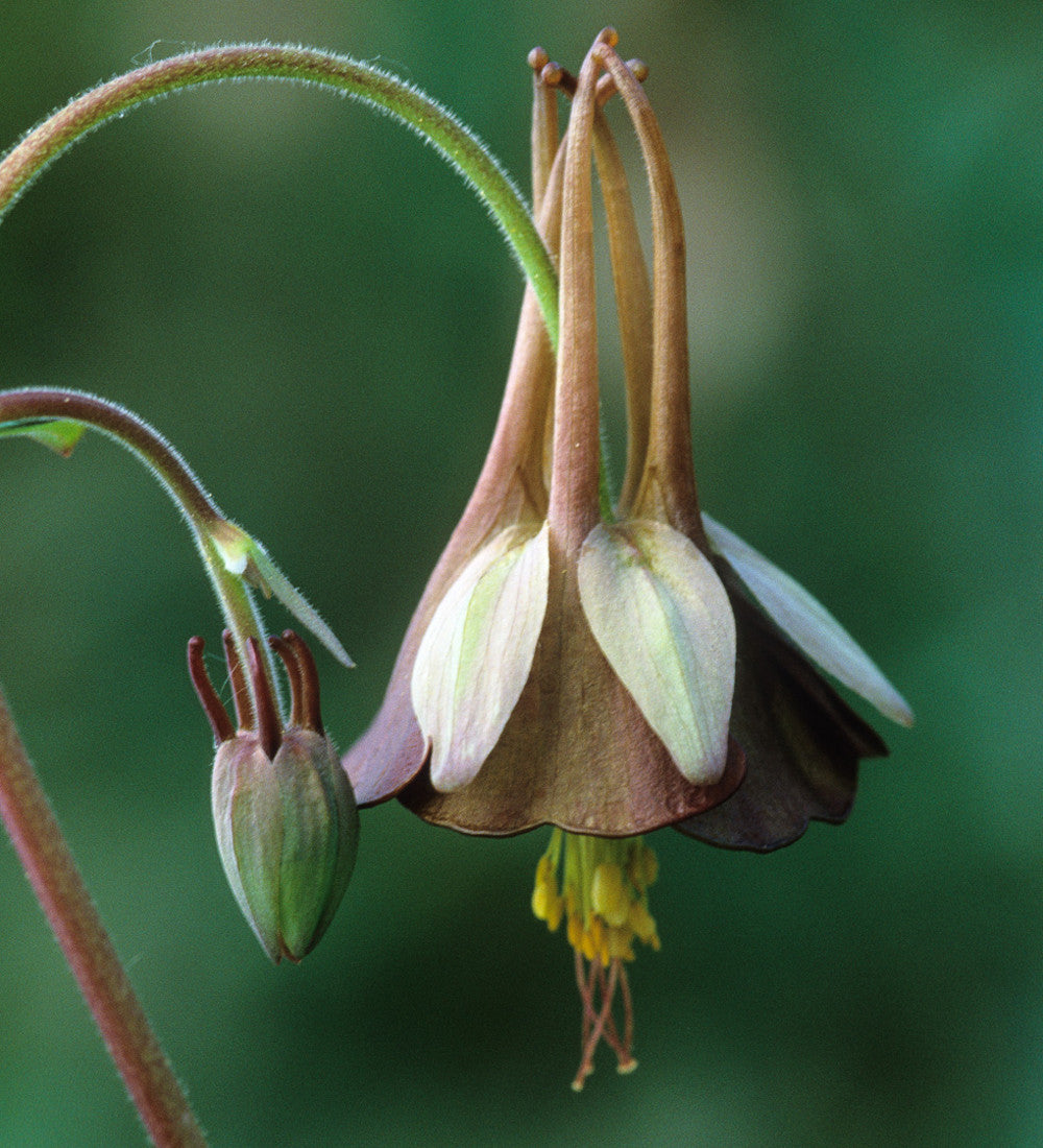 Sarah Raven Plants Aquilegia Chocolate Soldier Pflanze 3x9cm braun