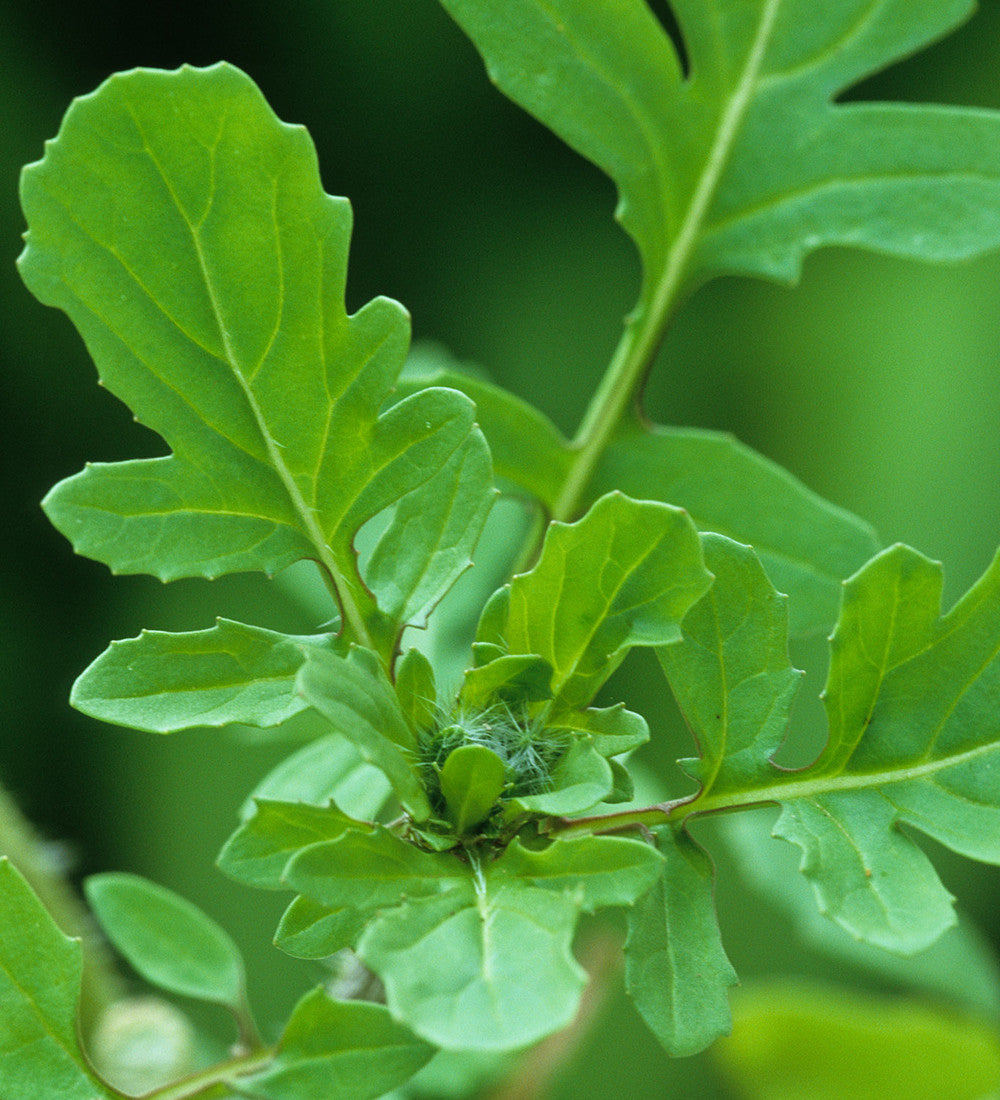 Sarah Raven Seeds Salad Leaf Autumn Winter Mix Samen 500 Samen winterhart