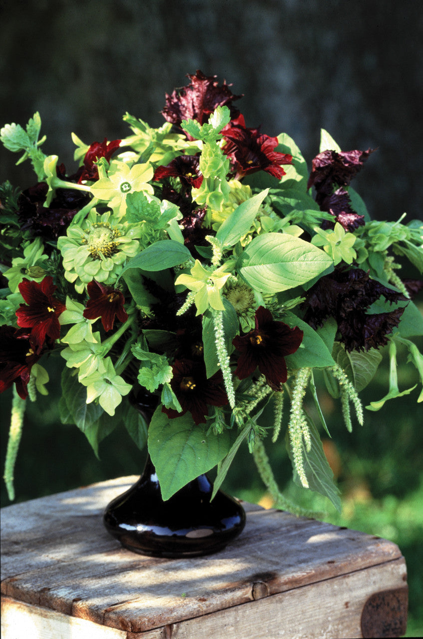 Sarah Raven Seeds Nasturtium Black Velvet Blumensamen 20 Samen