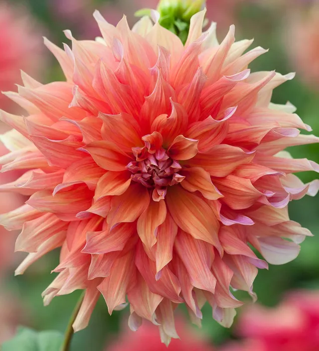 Sarah Raven Dahlia Belle of Barmera Dahlienknolle 1 Stück terracotta