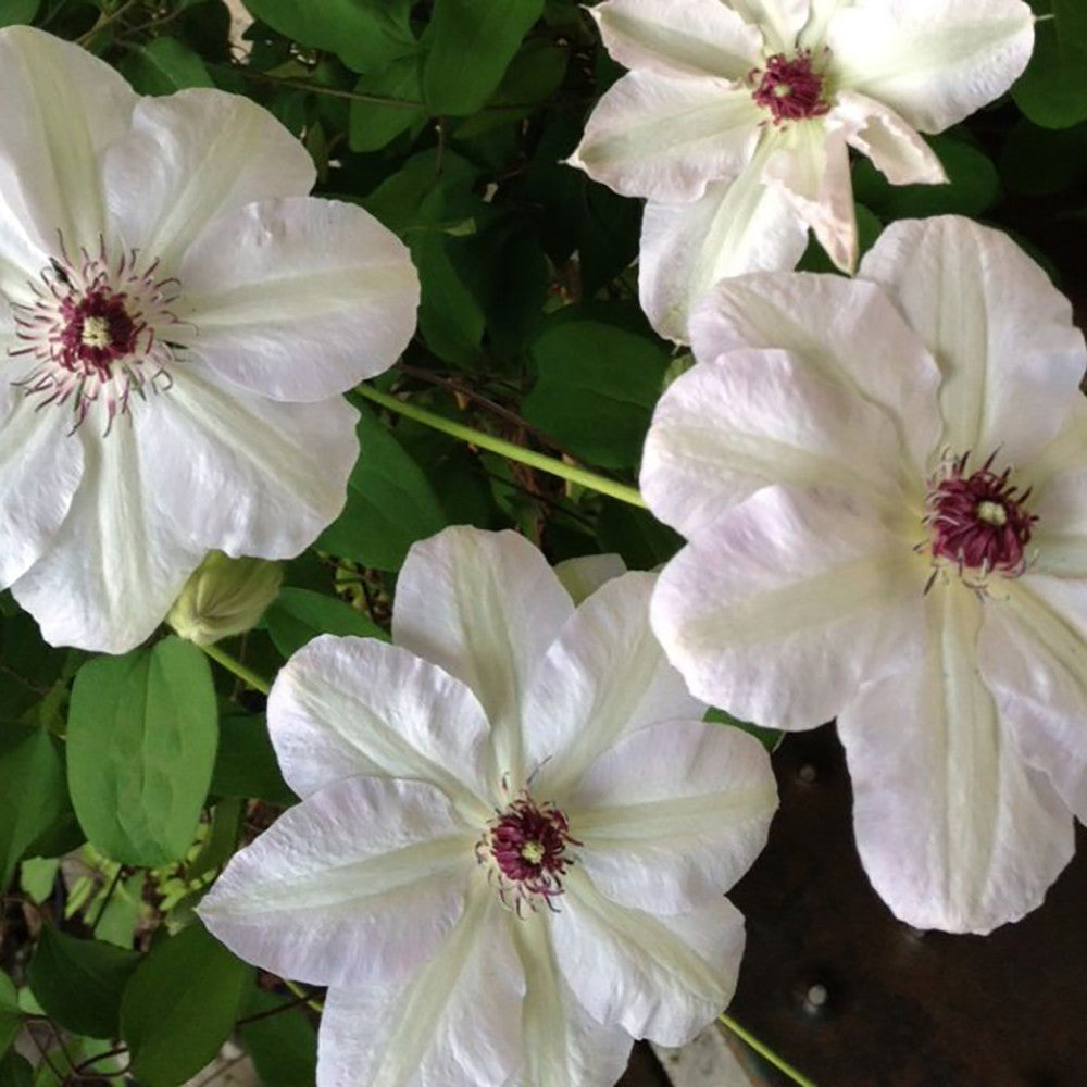 Sarah Raven Plants Clematis Miss Bateman Pflanze 2 Liter weiß