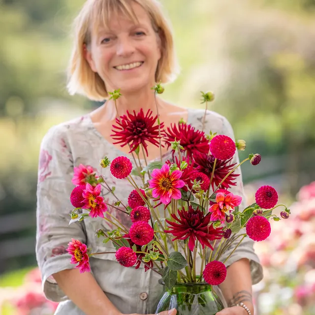 Sarah Raven Josies Dahlien Kollektion Knollen 3 Knollen