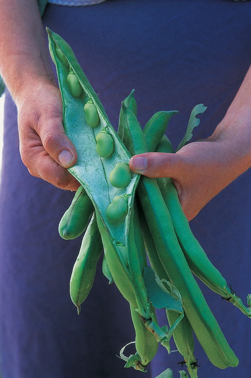 Sarah Raven Seeds Dicke Bohne Super Aquadulce Bio 35 Samen