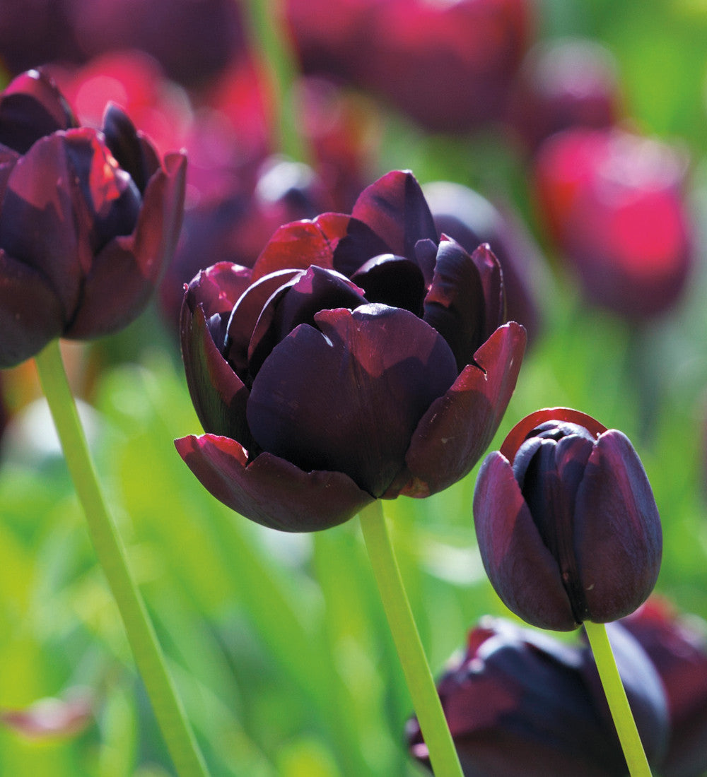 Sarah Raven Bulbs Dark Peony Tulpenzwiebeln 20 Stück gefüllt