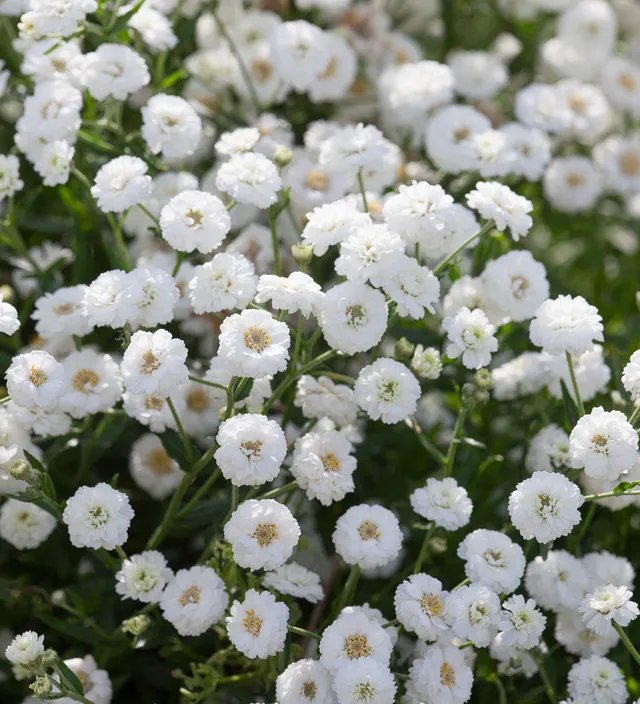 Sarah Raven Achillea The Pearl Samen 150 Stück weiß Schnittblume