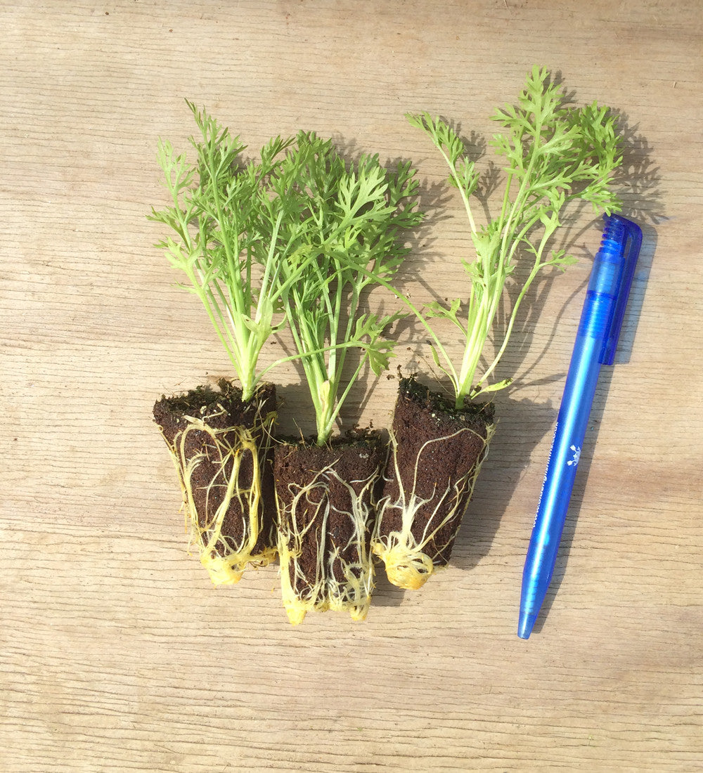 Sarah Raven Seeds Nigella African Bride Blumensamen 200 Samen