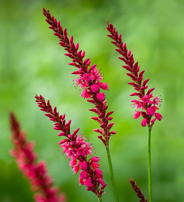 Sarah Raven Plants Persicaria Firetail Staude 3x 9cm Töpfe rot