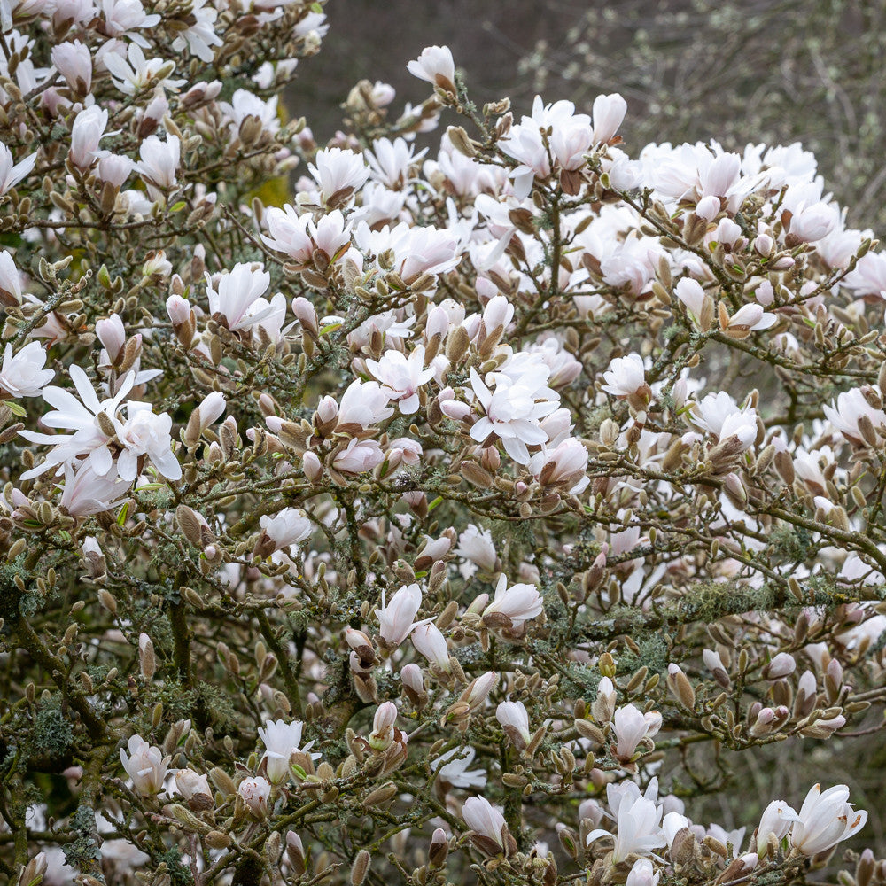 Sarah Raven Plants Magnolia stellata Sternmagnolie 1x 2 Liter Topf