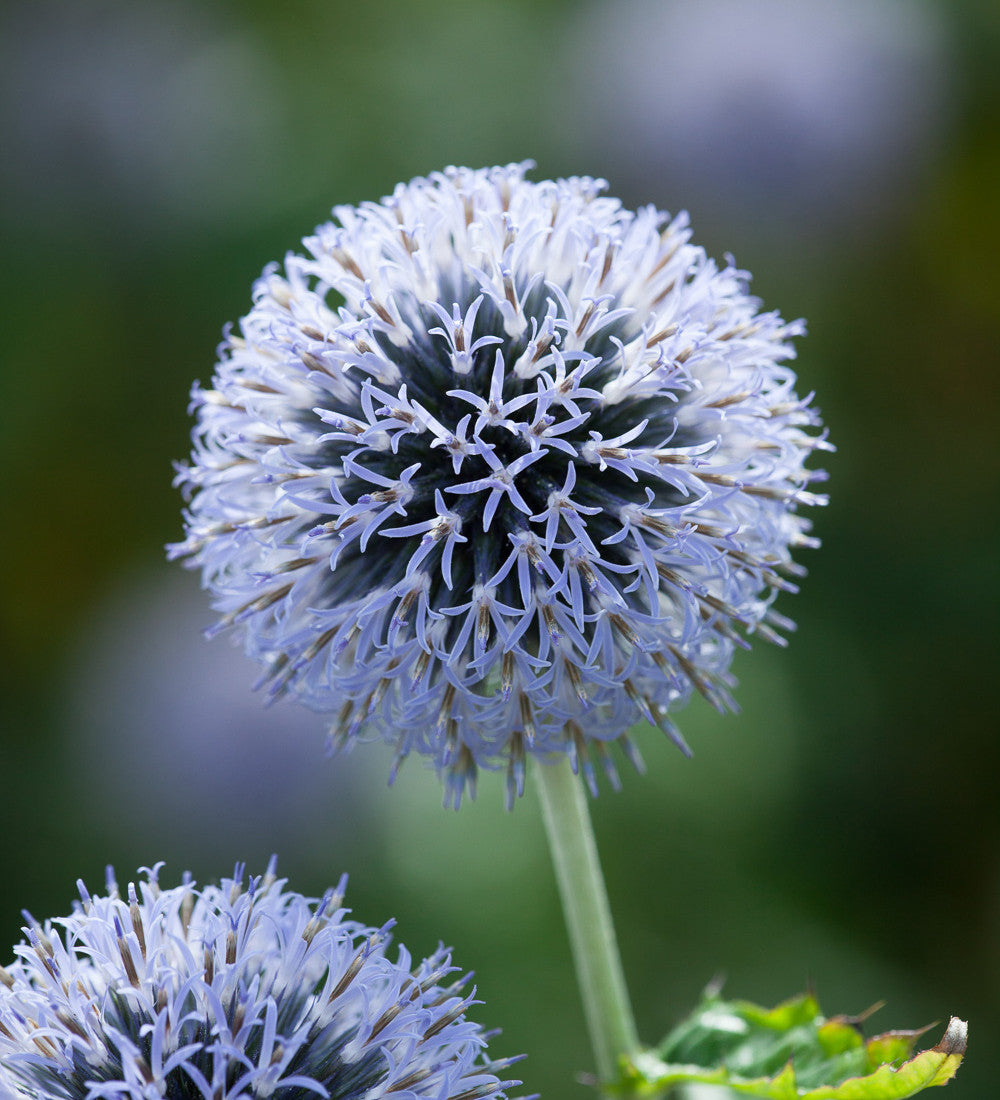 Sarah Raven Plants Echinops ritro Samen 65 Samen blau