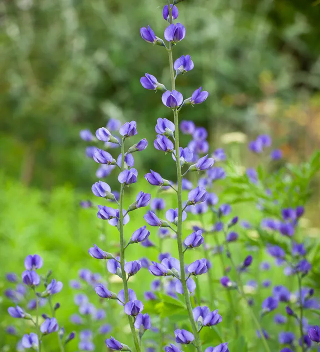 Sarah Raven Plants Baptisia australis 10 Samen indigoblau