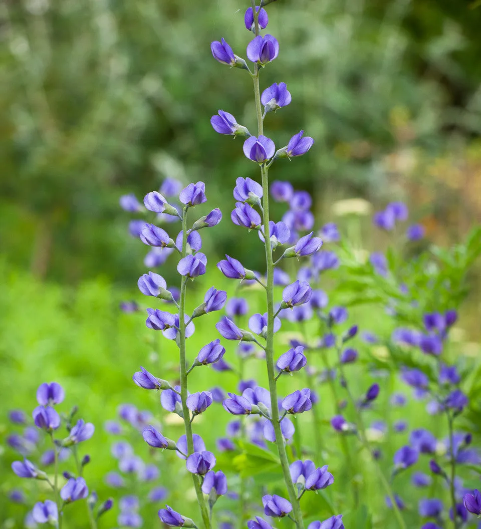 Sarah Raven Plants Baptisia australis 10 Samen indigoblau