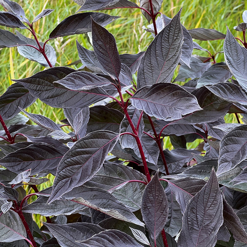 Sarah Raven Plants Cornus alba Nightfall Strauch 2-Liter-Topf