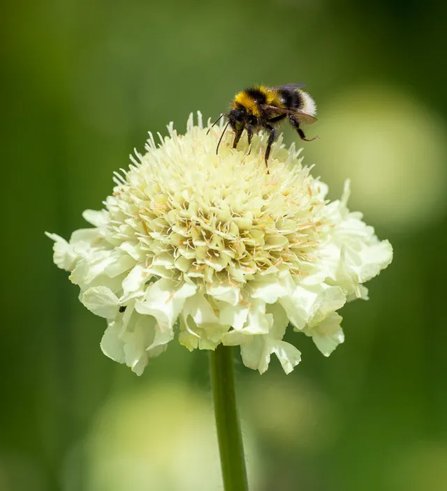 Sarah Raven Plants Cephalaria gigantea Staude 3x 9cm Topf gelb