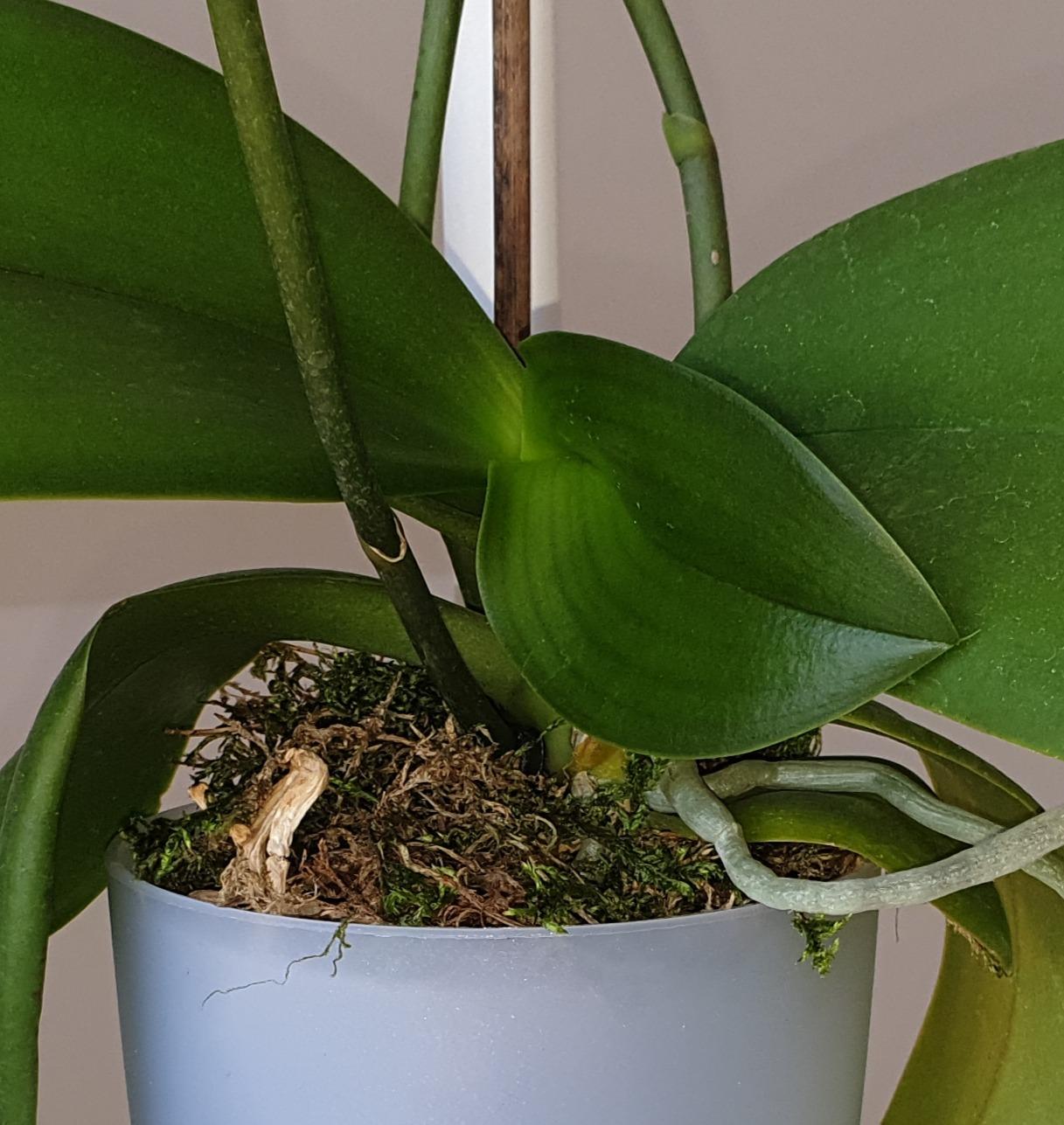 elho Brussels Orchidee Duo Blumentopf 25 cm transparent Doppel
