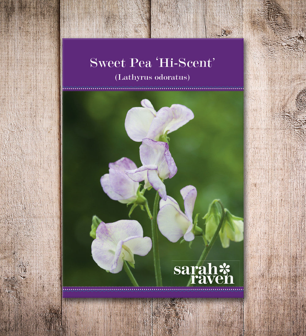 Sarah Raven Sweet Pea High Scent Samen 20 Samen weiß-lila Duft