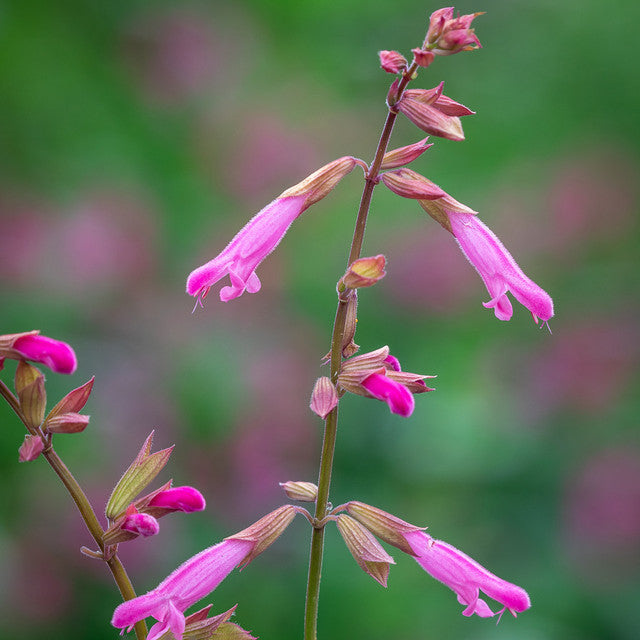 Sarah Raven Plants Salvia 'Kisses & Wishes' Pflanze 2-Liter-Topf rosa