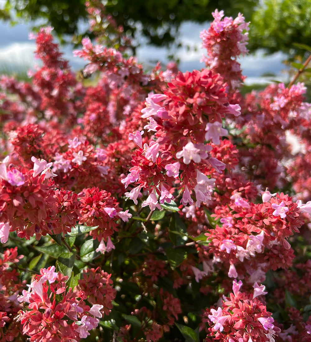 Sarah Raven Plants Abelia Raspberry Profusion Strauch 2-Liter-Topf