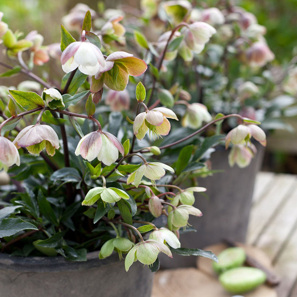 Sarah Raven Winterbells Christrose Pflanze 1x 2L Topf ganzjährig