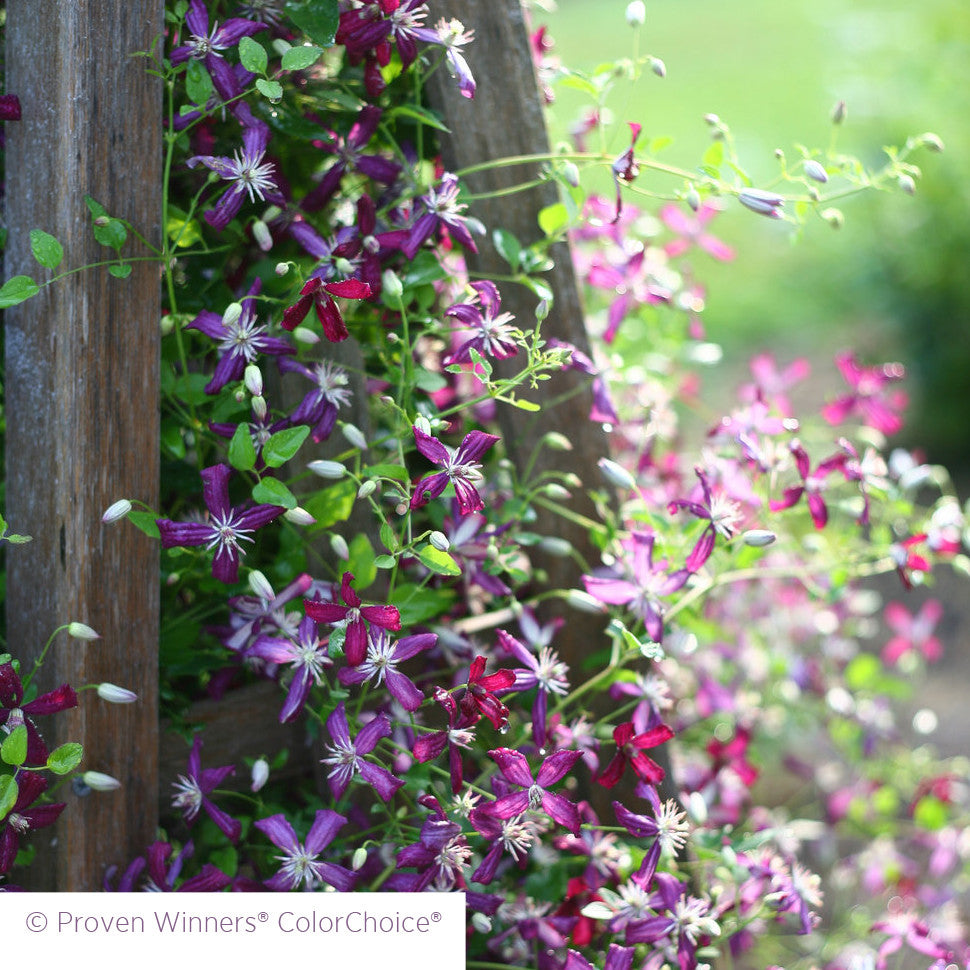 Sarah Raven Plants Clematis Sweet Summer Love Pflanze 2L Rot