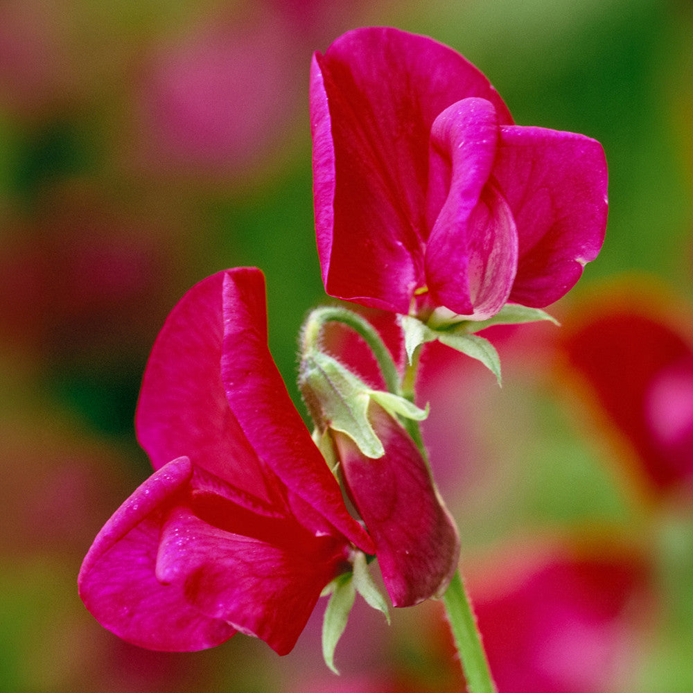 Sarah Raven Seeds Duftwicke Zorija Rose 25 Samen stark duftend