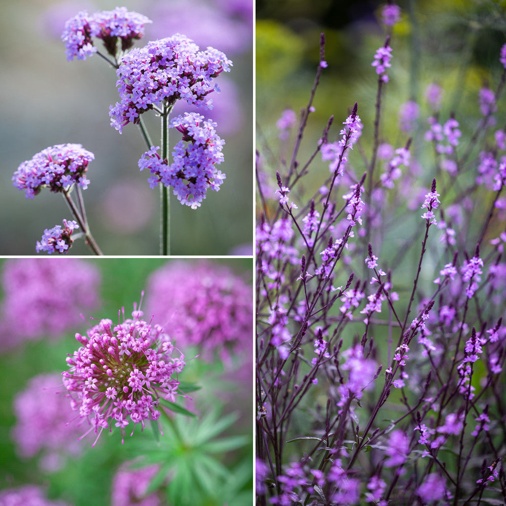 Sarah Raven Plants Chalky Soil Border Collection Staude 18x9cm lila