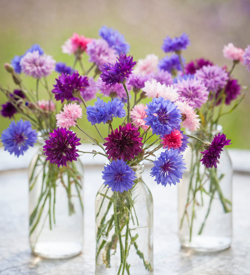 Sarah Raven Seeds Centaurea Polka Dot Mixed Samen 500 Stück