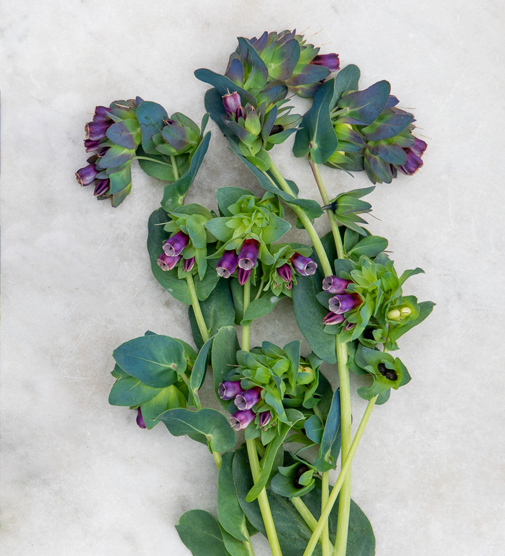Sarah Raven Seeds Cerinthe major Kiwi Blue Samen 15 Samen Schnittblume