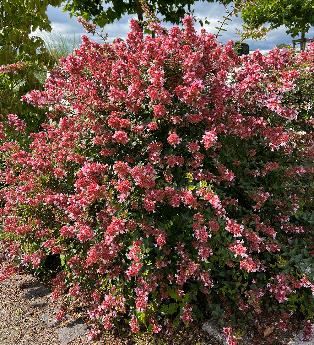 Sarah Raven Plants Abelia Raspberry Profusion Strauch 2-Liter-Topf
