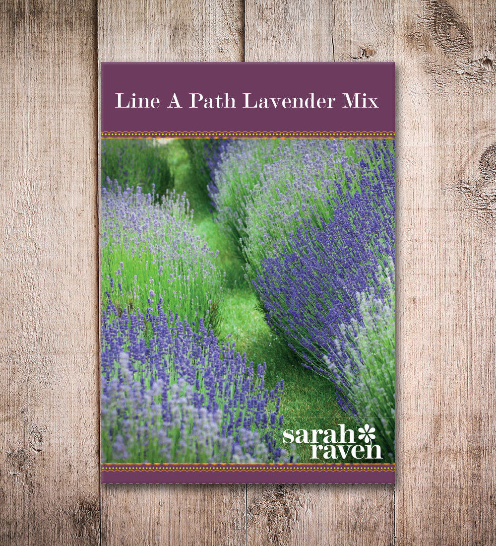 Sarah Raven Seeds Line a Path Lavender Mix Samen 100 Stück