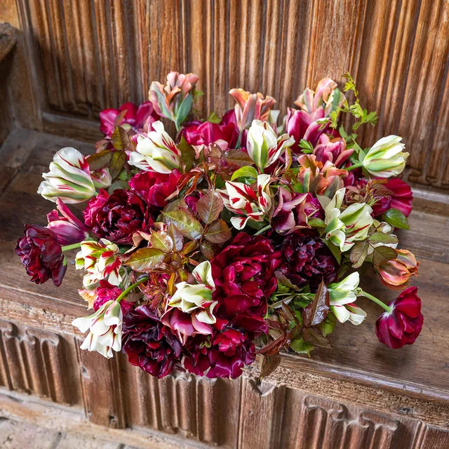 Sarah Raven Tudor Rose Tulip Tulpenzwiebeln 25 Stück rot-weiß