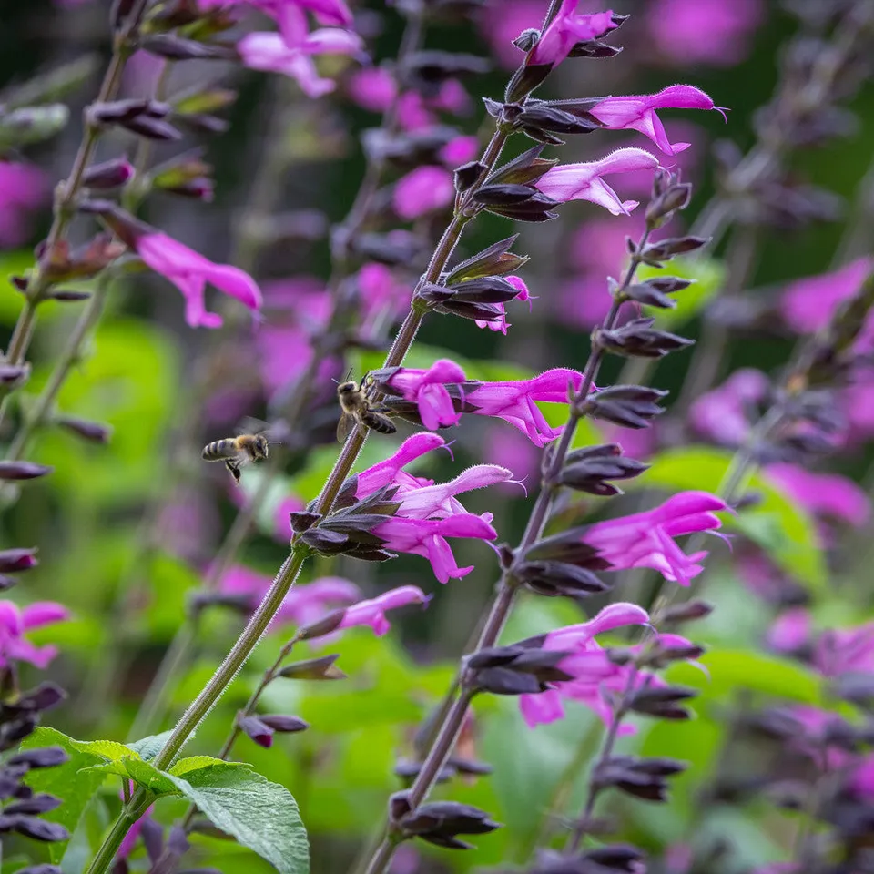 Sarah Raven Salvia Pink Amistad Pflanze 3x 9cm rosa