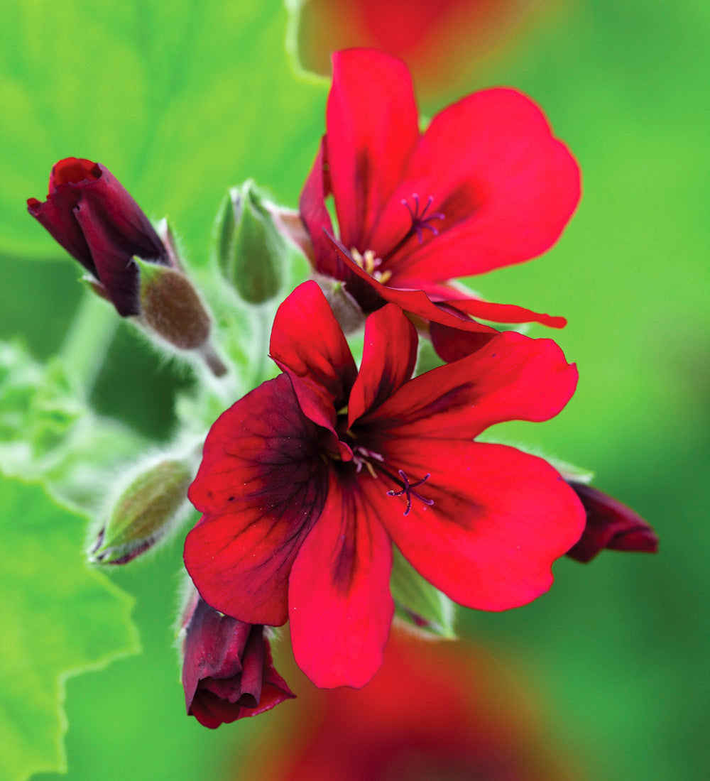 Sarah Raven Plants Pelargonium Mystery Pflanzen 3x 9cm rot