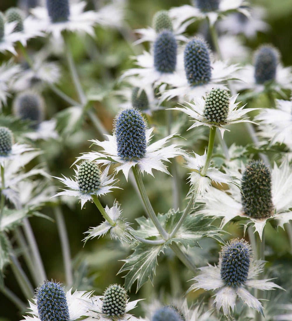 Sarah Raven Plants Eryngium giganteum Pflanze 3x9cm Topf zweijährig
