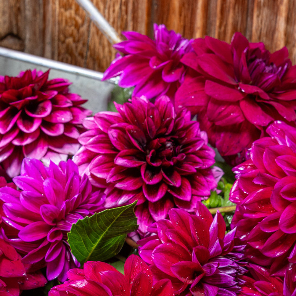 Sarah Raven Bulbs Dahlie Davina Michelle Knolle 1 Knolle magenta