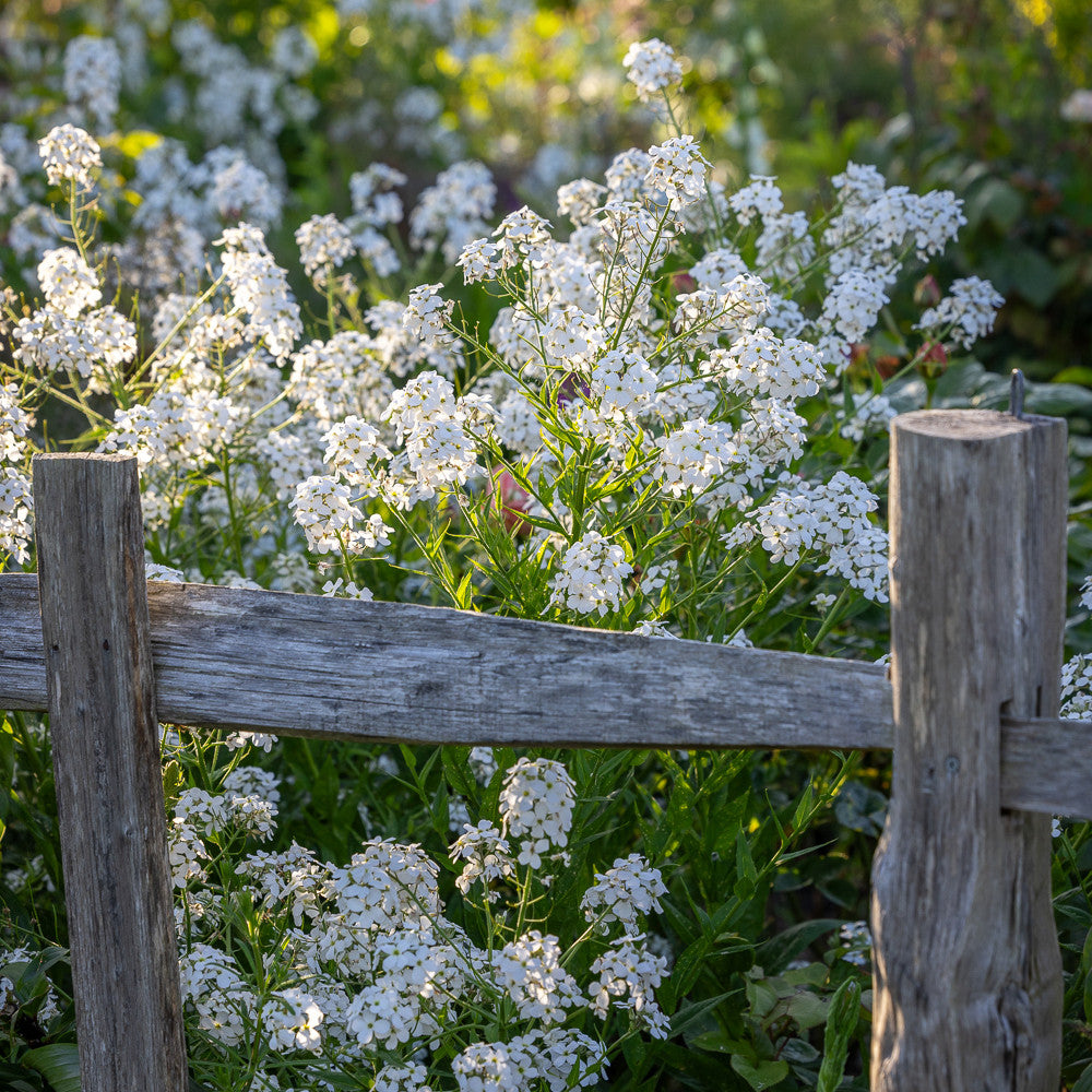 Sarah Raven Plants Hesperis albiflora Saatgut 500 Samen weiß duftend