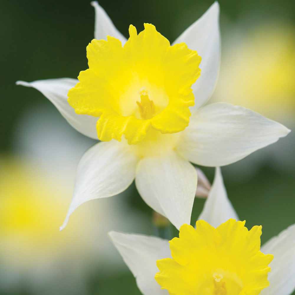 Sarah Raven Bulbs Narcissus Lobularis Blumenzwiebeln 20 Stk gelb